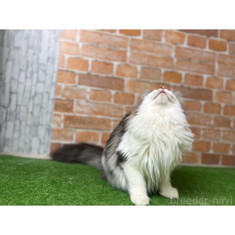 販売中の愛知県のノルウェージャンフォレストキャット-116482の20枚目