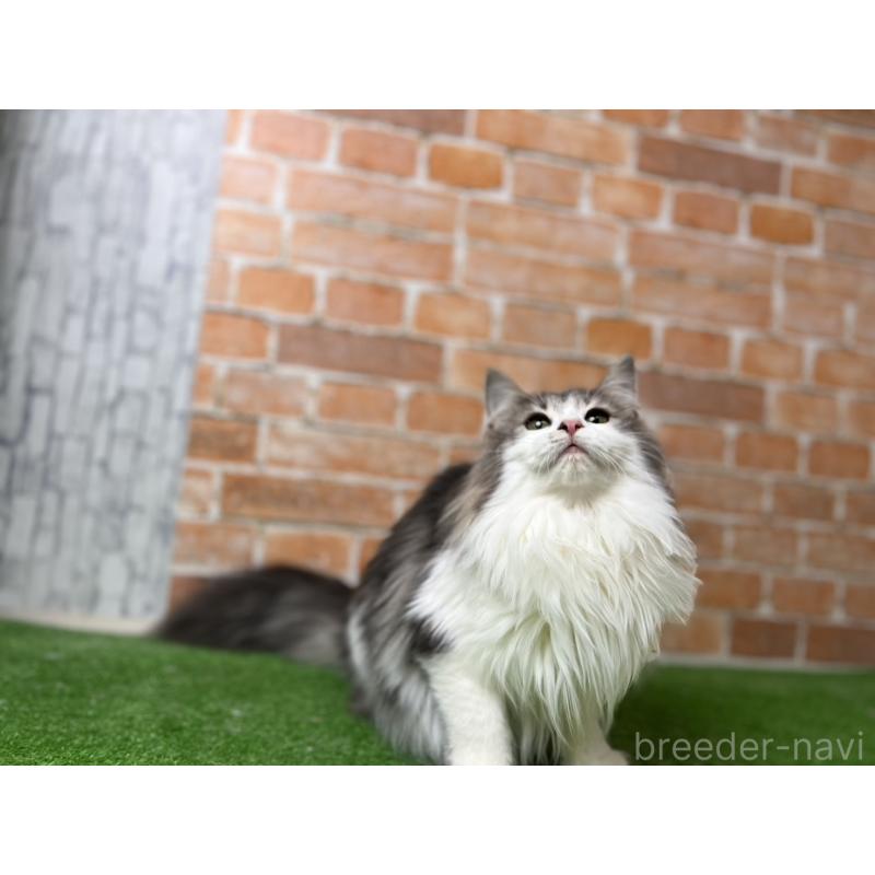 販売中の愛知県のノルウェージャンフォレストキャット-116482の19枚目