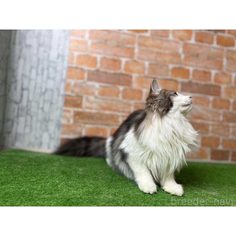 販売中の愛知県のノルウェージャンフォレストキャット-116482の18枚目