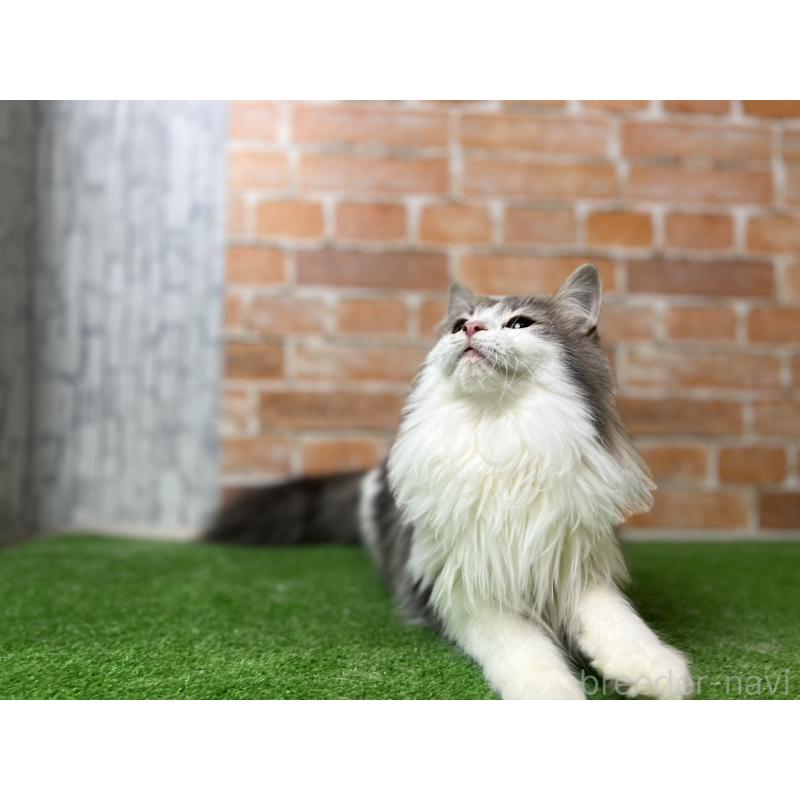 販売中の愛知県のノルウェージャンフォレストキャット-116482の17枚目