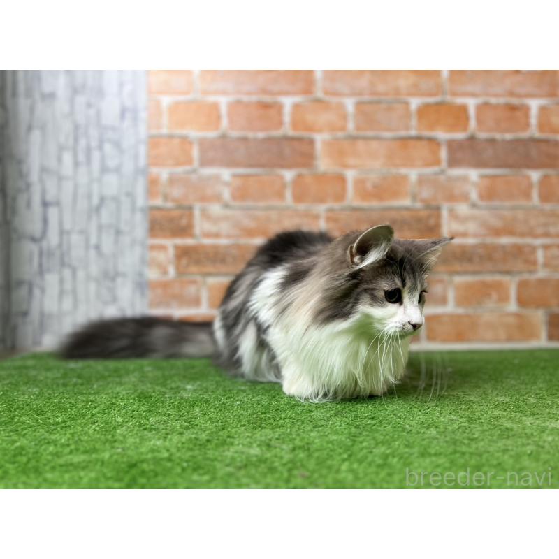 販売中の愛知県のノルウェージャンフォレストキャット-116482の16枚目