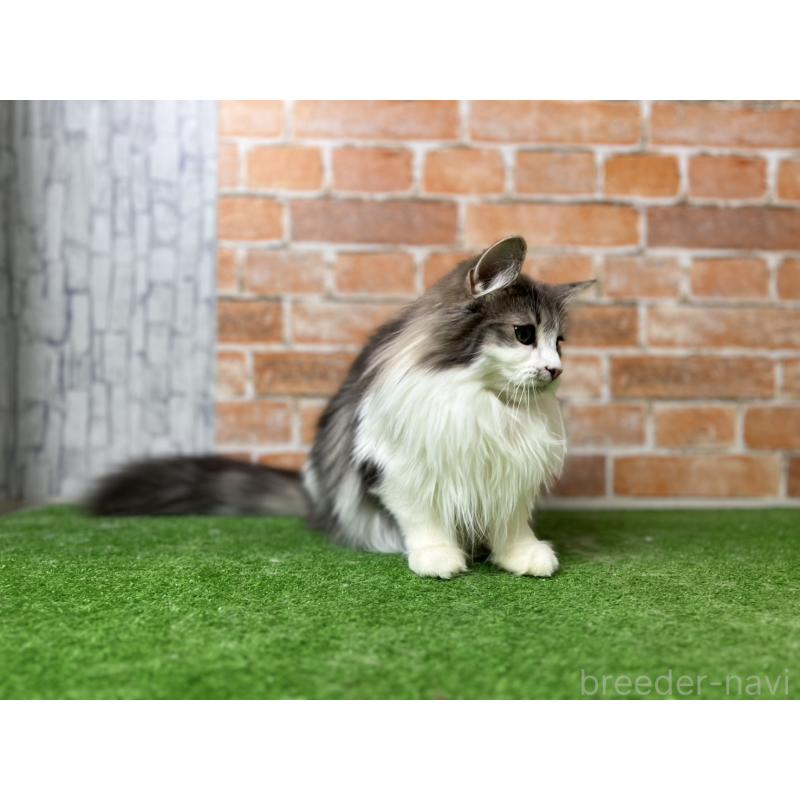 販売中の愛知県のノルウェージャンフォレストキャット-116482の15枚目