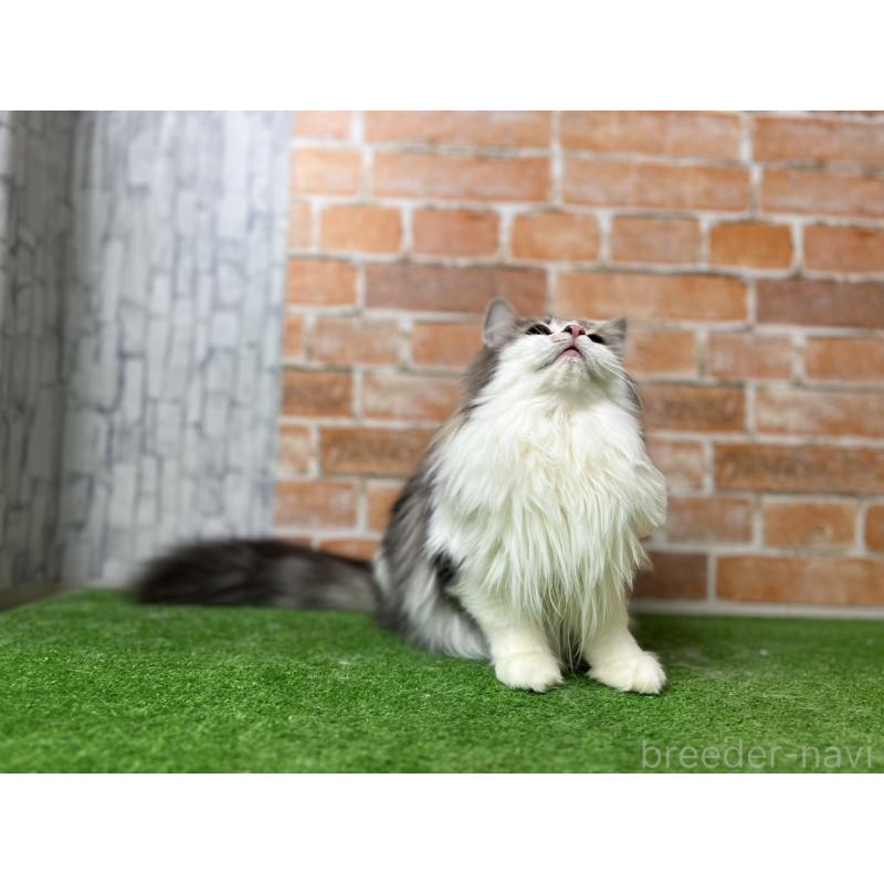 販売中の愛知県のノルウェージャンフォレストキャット-116482の14枚目