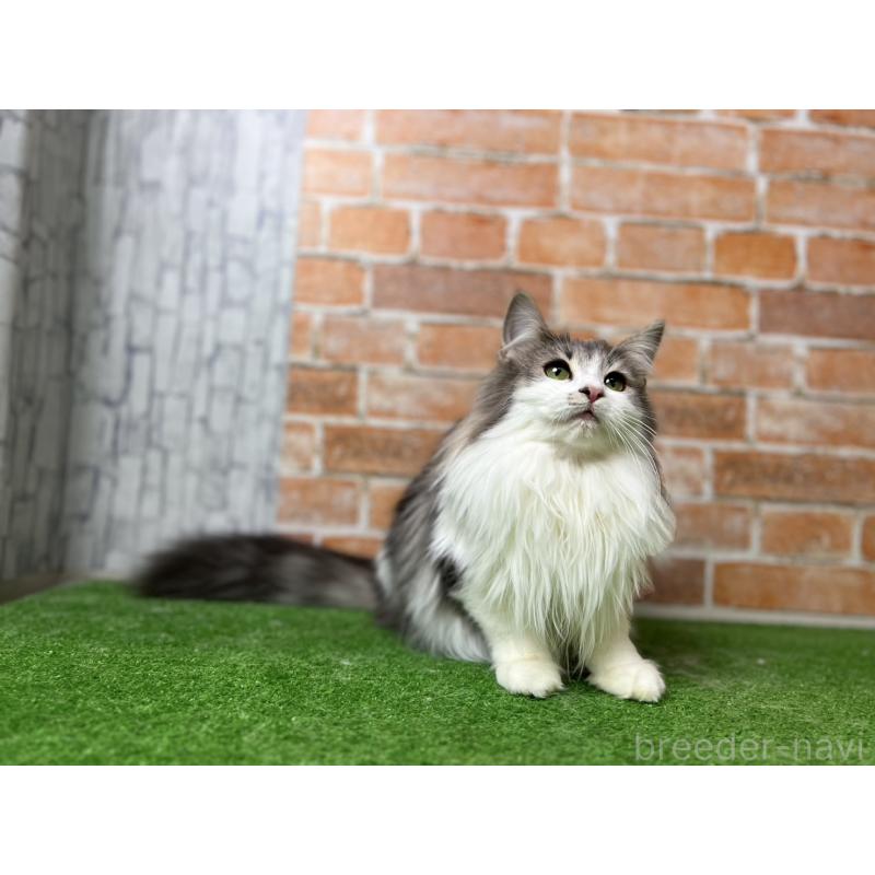 販売中の愛知県のノルウェージャンフォレストキャット-116482の13枚目