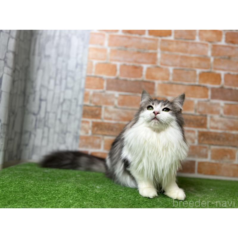 販売中の愛知県のノルウェージャンフォレストキャット-116482の12枚目