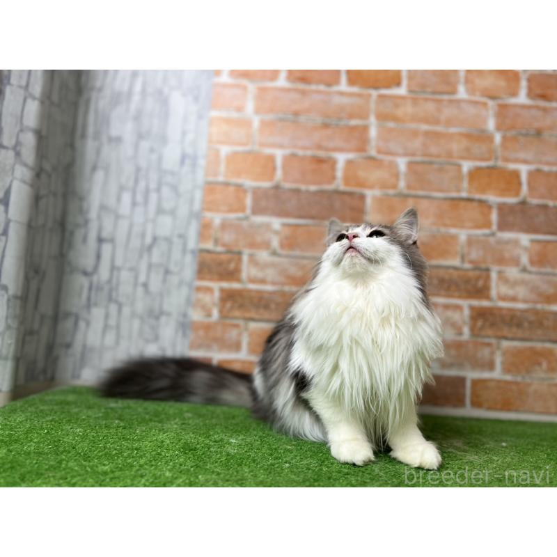 販売中の愛知県のノルウェージャンフォレストキャット-116482の11枚目