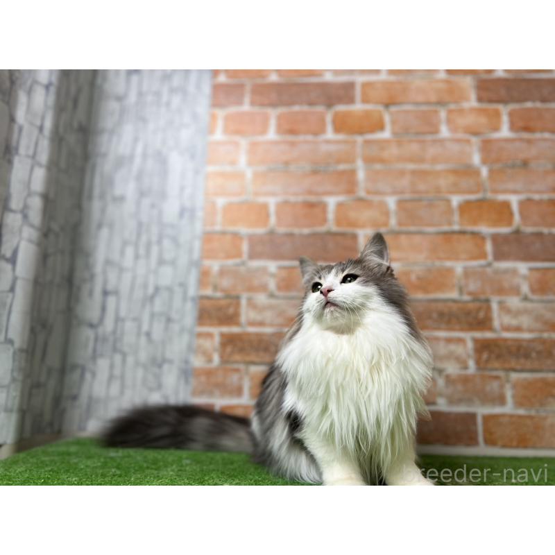 販売中の愛知県のノルウェージャンフォレストキャット-116482の10枚目