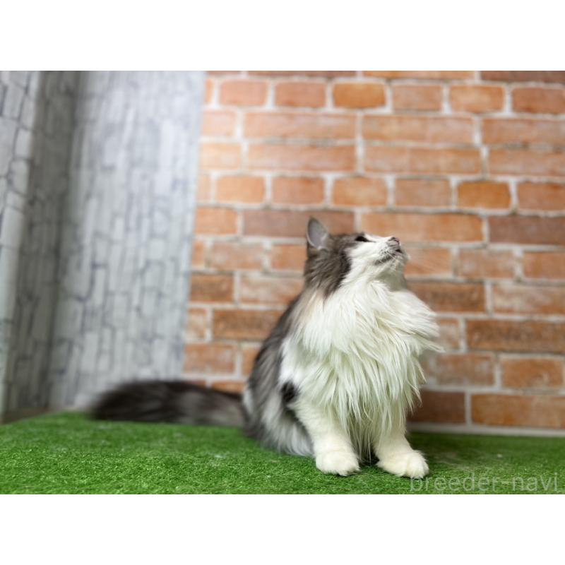 販売中の愛知県のノルウェージャンフォレストキャット-116482の9枚目