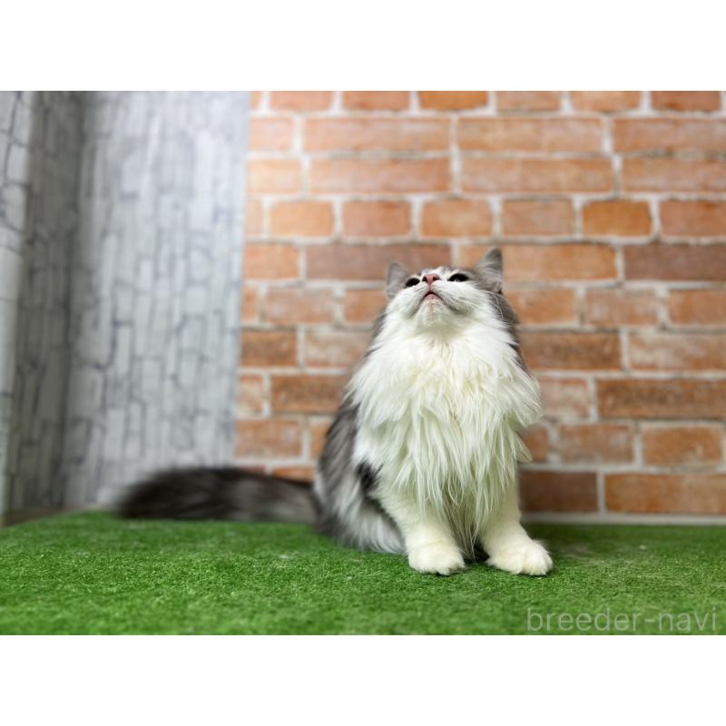 販売中の愛知県のノルウェージャンフォレストキャット-116482の8枚目