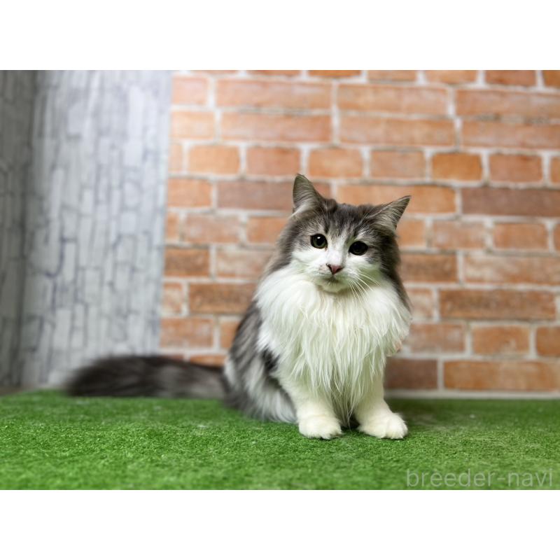 販売中の愛知県のノルウェージャンフォレストキャット-116482の7枚目
