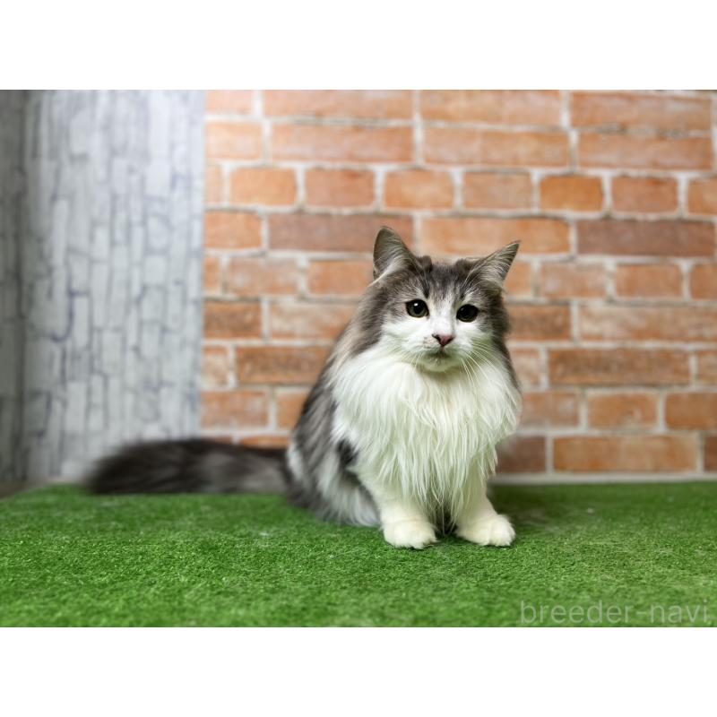 販売中の愛知県のノルウェージャンフォレストキャット-116482の6枚目