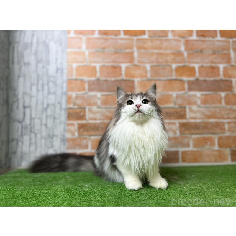 販売中の愛知県のノルウェージャンフォレストキャット-116482の5枚目