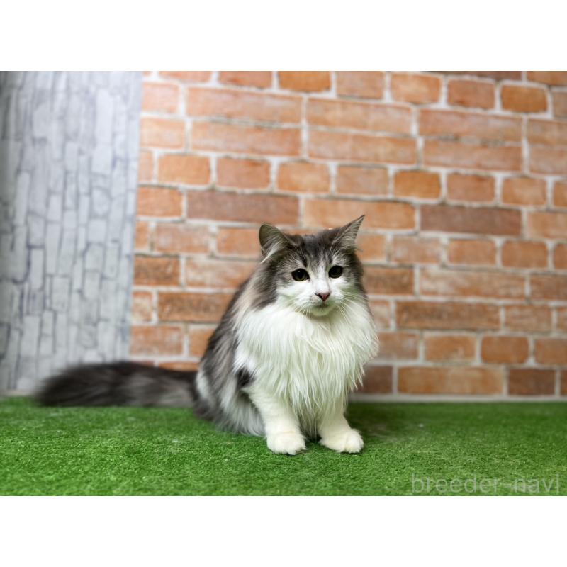 販売中の愛知県のノルウェージャンフォレストキャット-116482の4枚目