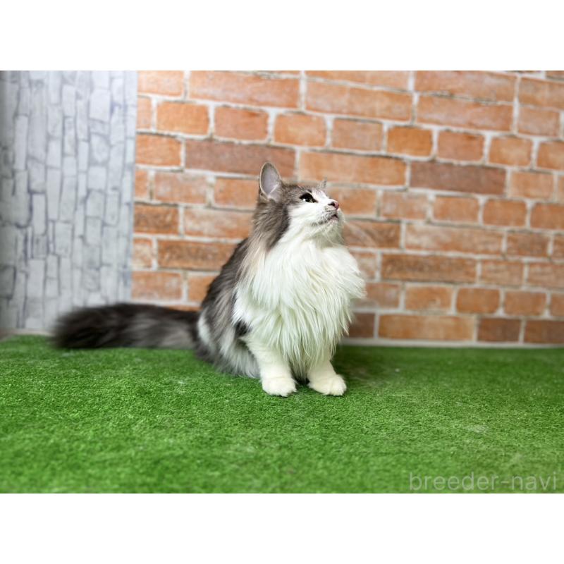 販売中の愛知県のノルウェージャンフォレストキャット-116482の3枚目