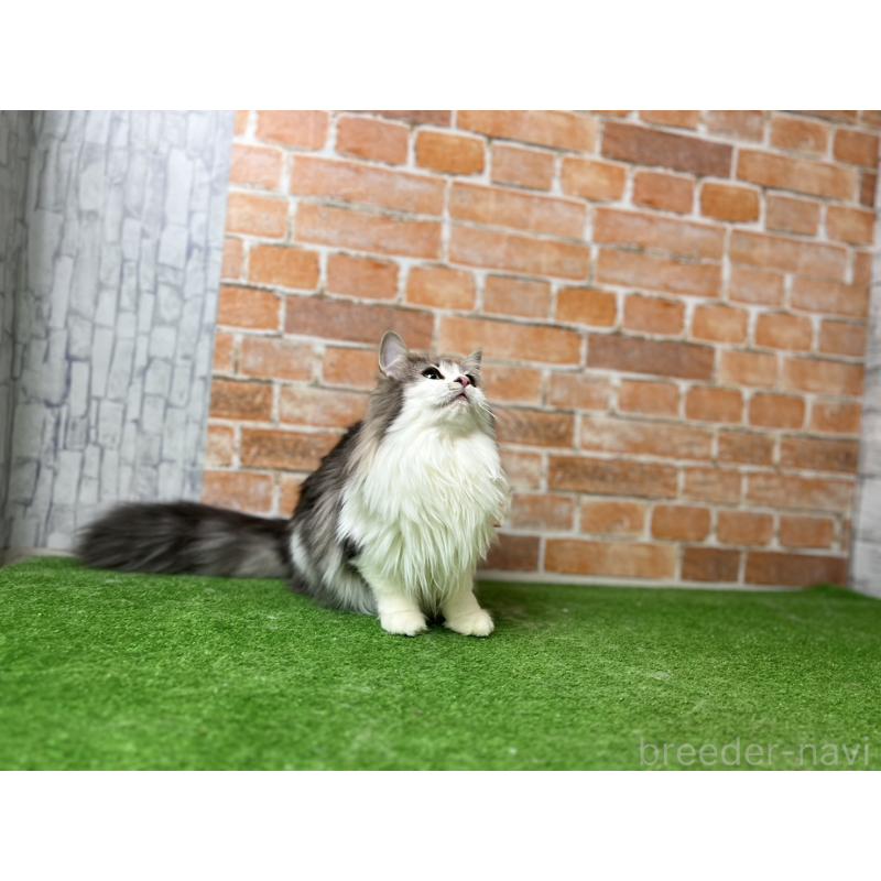 販売中の愛知県のノルウェージャンフォレストキャット-116482の2枚目