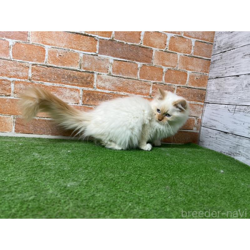 販売中の愛知県のサイベリアン-132644の17枚目