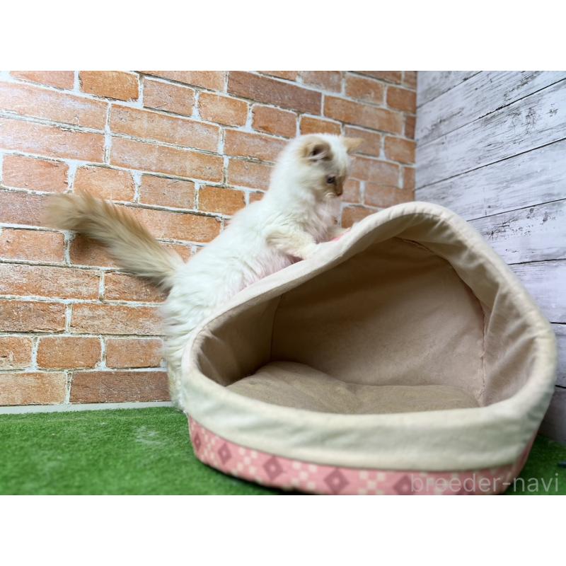 販売中の愛知県のサイベリアン-132644の16枚目