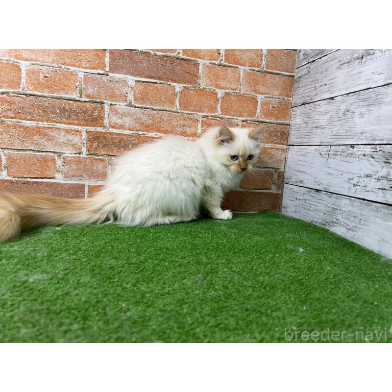 販売中の愛知県のサイベリアン-132644の15枚目