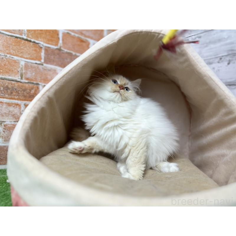 販売中の愛知県のサイベリアン-132644の13枚目