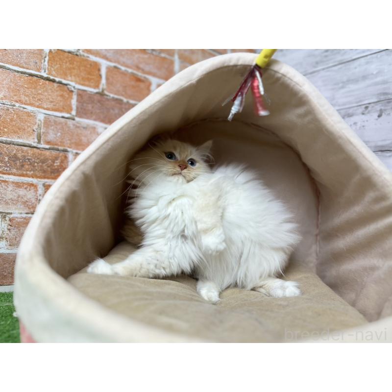 販売中の愛知県のサイベリアン-132644の11枚目