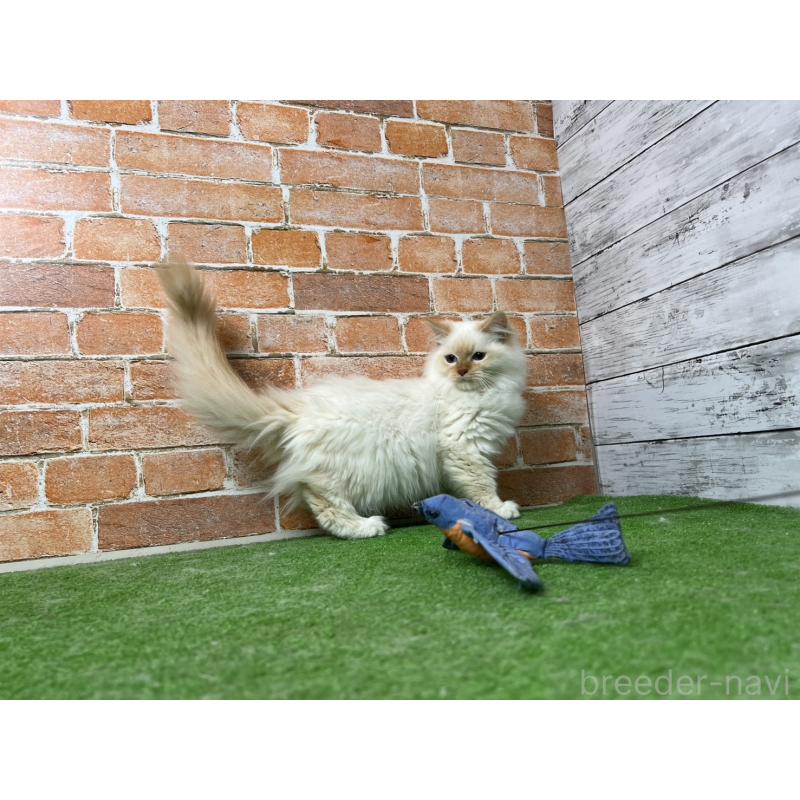 販売中の愛知県のサイベリアン-132644の10枚目