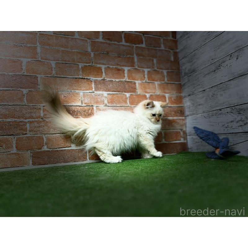 販売中の愛知県のサイベリアン-132644の9枚目