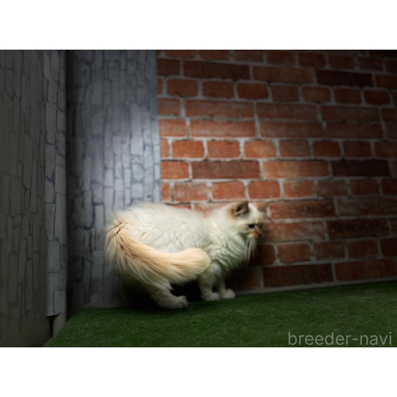 販売中の愛知県のサイベリアン-132644の8枚目