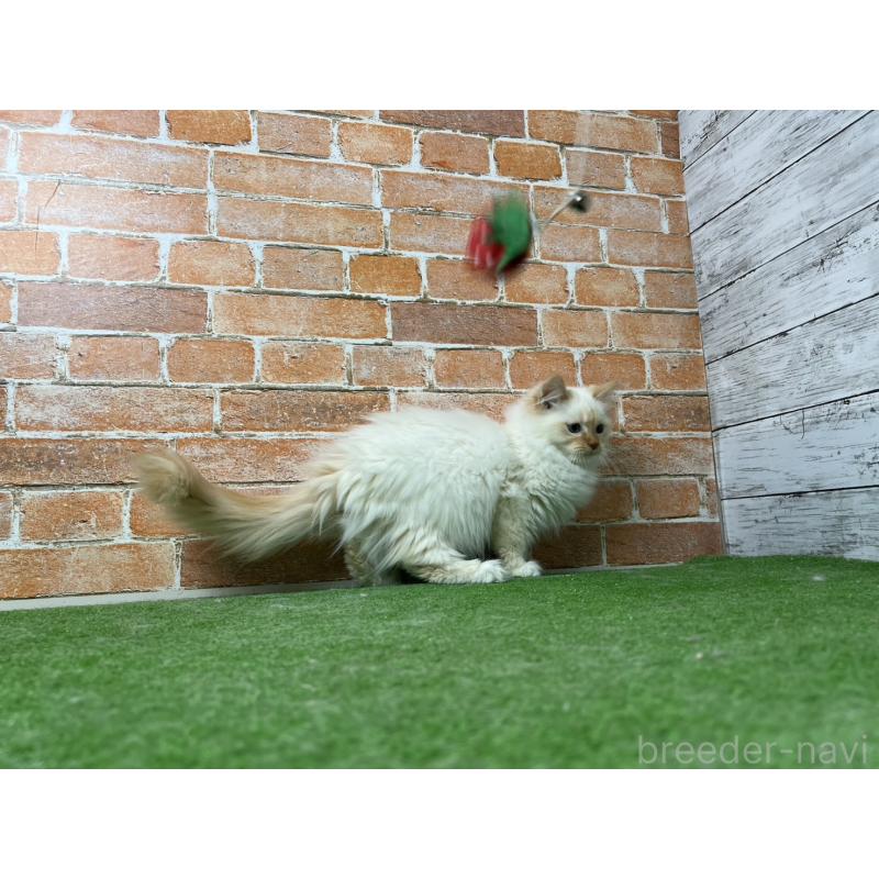 販売中の愛知県のサイベリアン-132644の7枚目