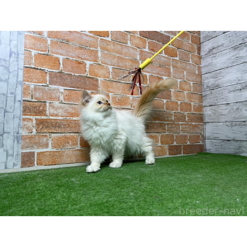 販売中の愛知県のサイベリアン-132644の6枚目