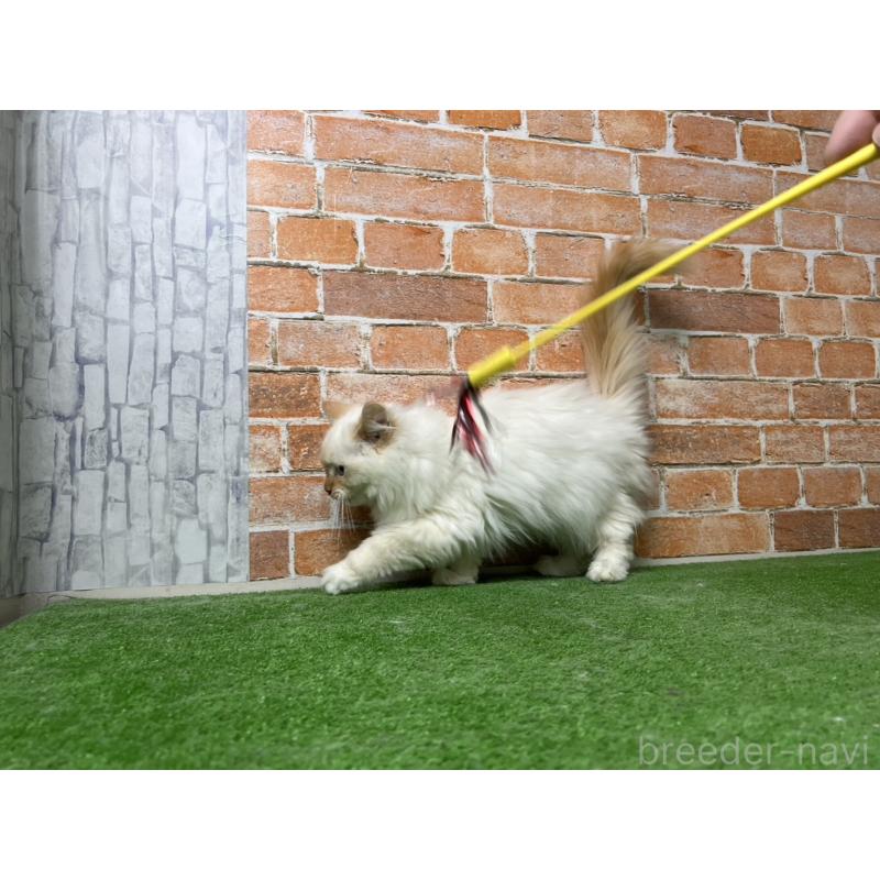 販売中の愛知県のサイベリアン-132644の5枚目