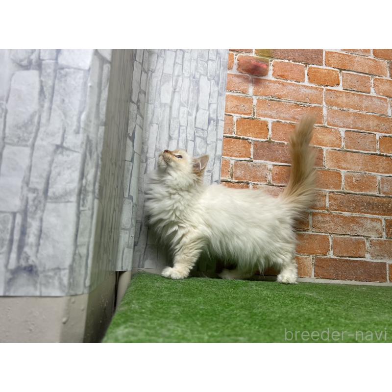 販売中の愛知県のサイベリアン-132644の4枚目