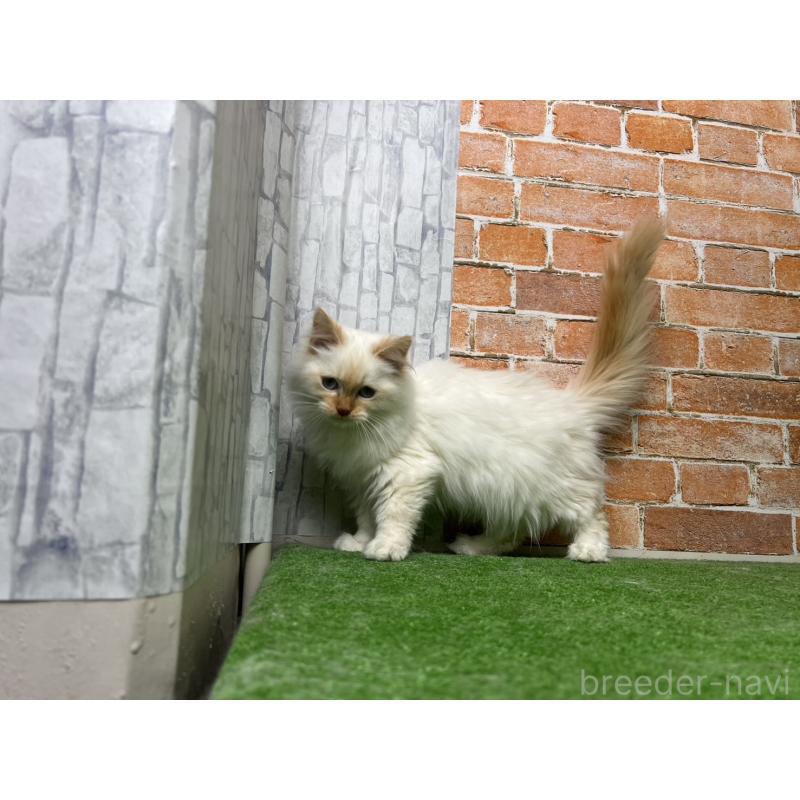 販売中の愛知県のサイベリアン-132644の3枚目