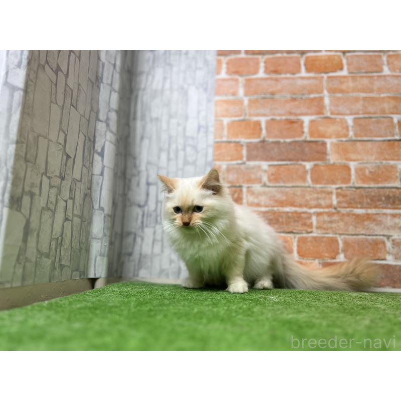 販売中の愛知県のサイベリアン-132644の2枚目