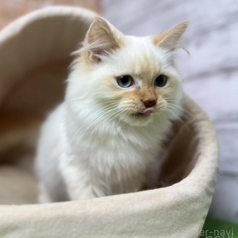 販売中の愛知県のサイベリアン-132644の1枚目