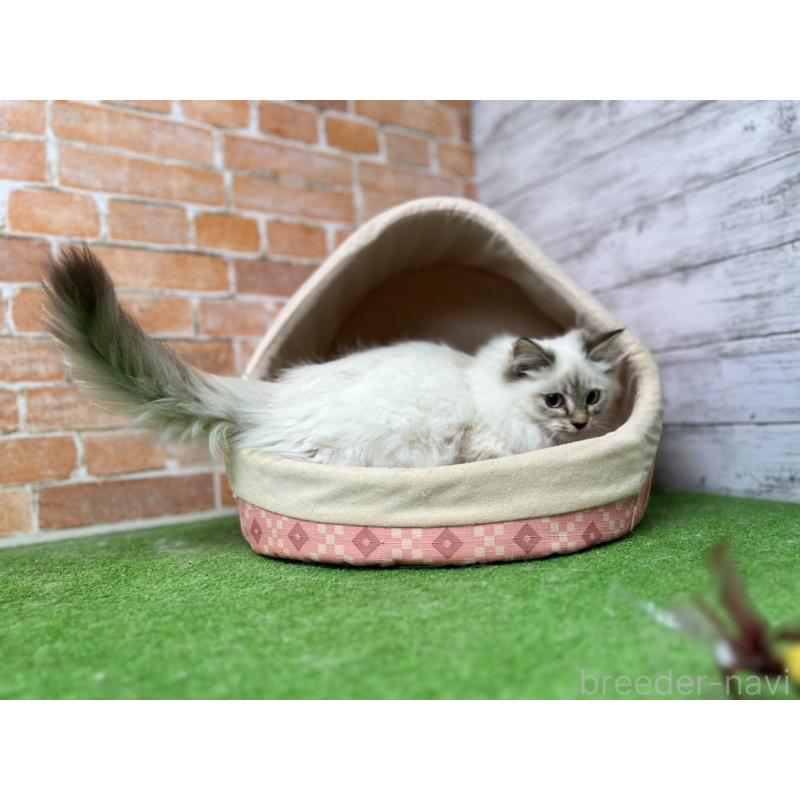 販売中の愛知県のサイベリアン-132645の17枚目