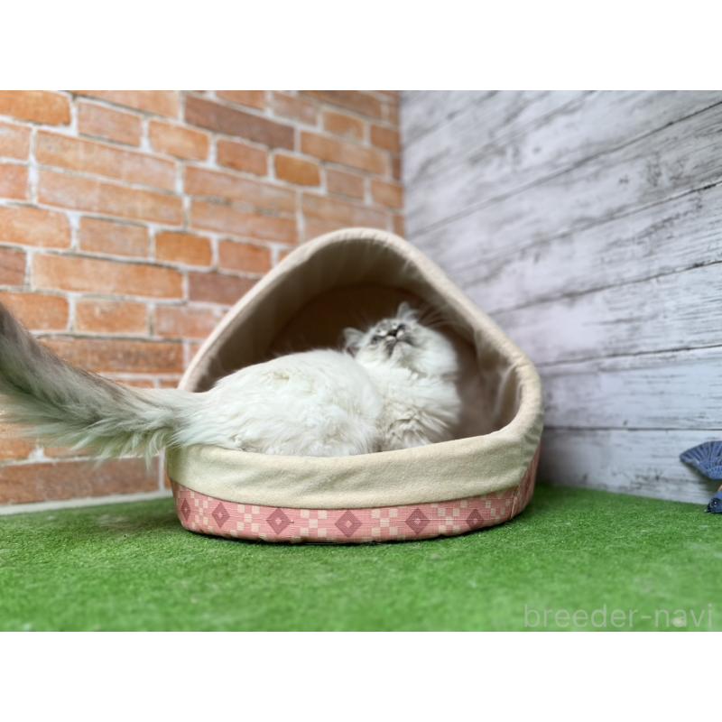 販売中の愛知県のサイベリアン-132645の16枚目