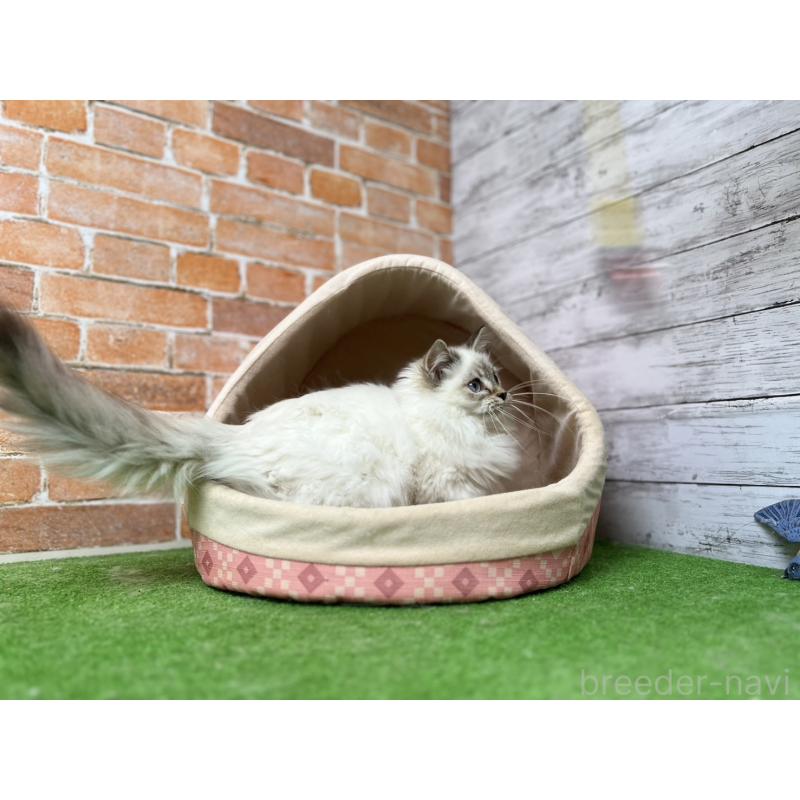 販売中の愛知県のサイベリアン-132645の15枚目