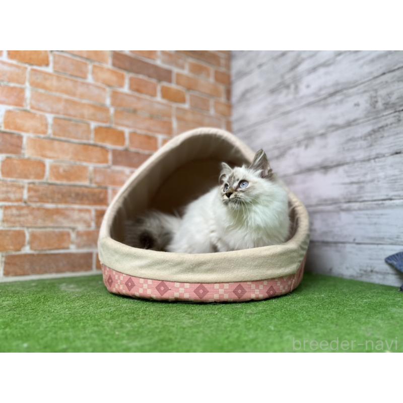 販売中の愛知県のサイベリアン-132645の14枚目