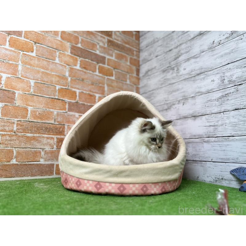 販売中の愛知県のサイベリアン-132645の13枚目