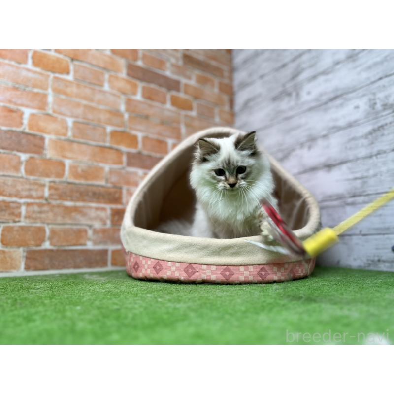 販売中の愛知県のサイベリアン-132645の12枚目