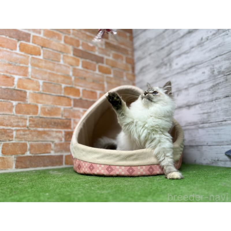 販売中の愛知県のサイベリアン-132645の11枚目