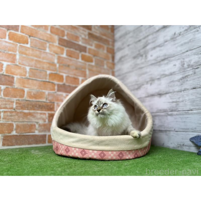 販売中の愛知県のサイベリアン-132645の10枚目