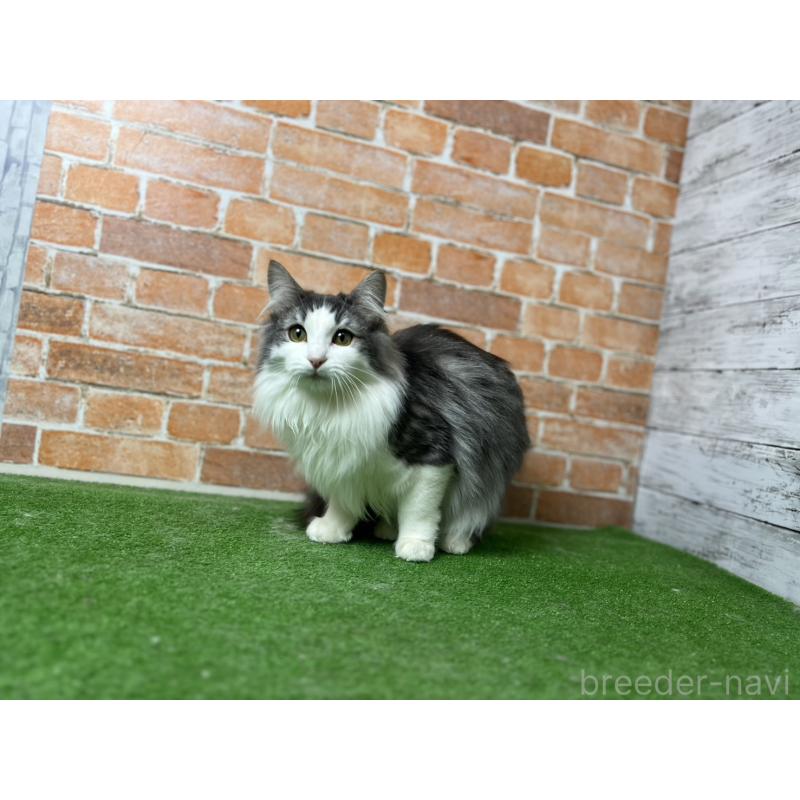 販売中の愛知県のノルウェージャンフォレストキャット-116478の21枚目