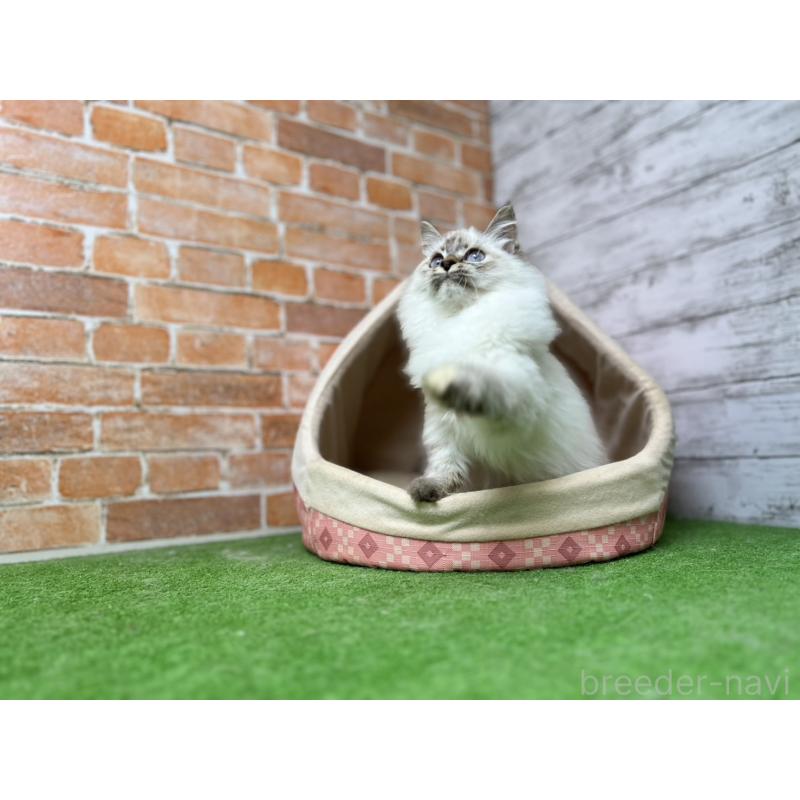 販売中の愛知県のサイベリアン-132645の9枚目