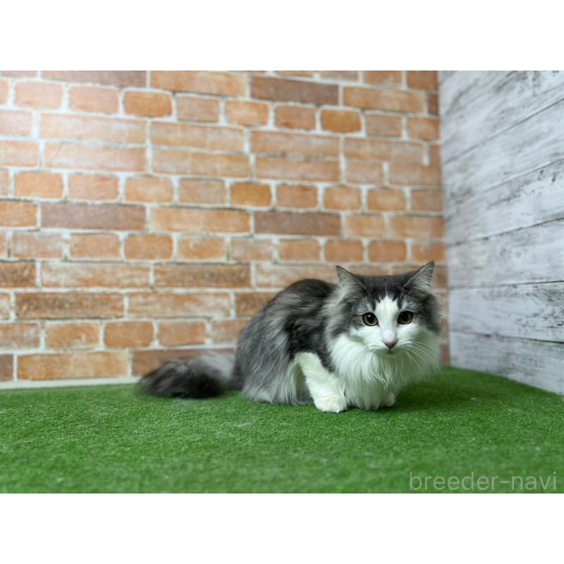 販売中の愛知県のノルウェージャンフォレストキャット-116478の20枚目