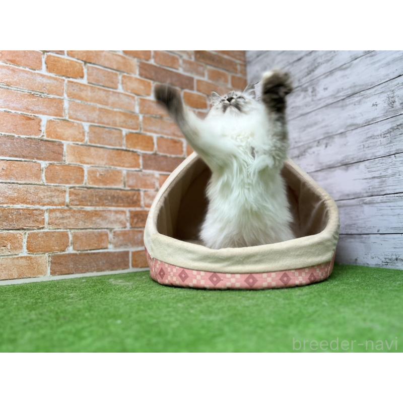 販売中の愛知県のサイベリアン-132645の8枚目