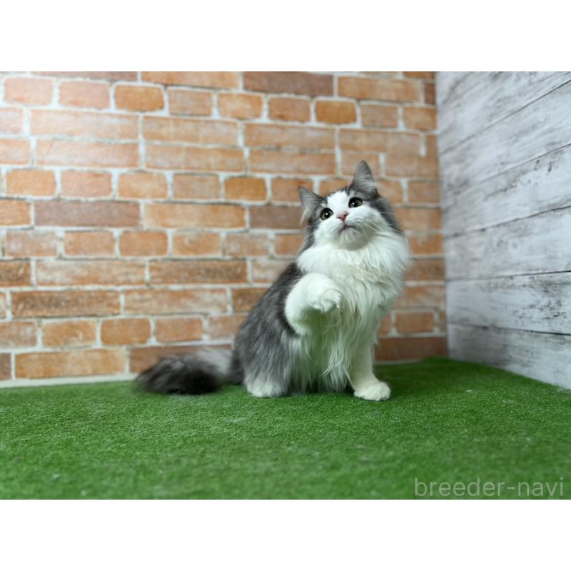 販売中の愛知県のノルウェージャンフォレストキャット-116478の19枚目