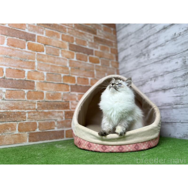 販売中の愛知県のサイベリアン-132645の7枚目