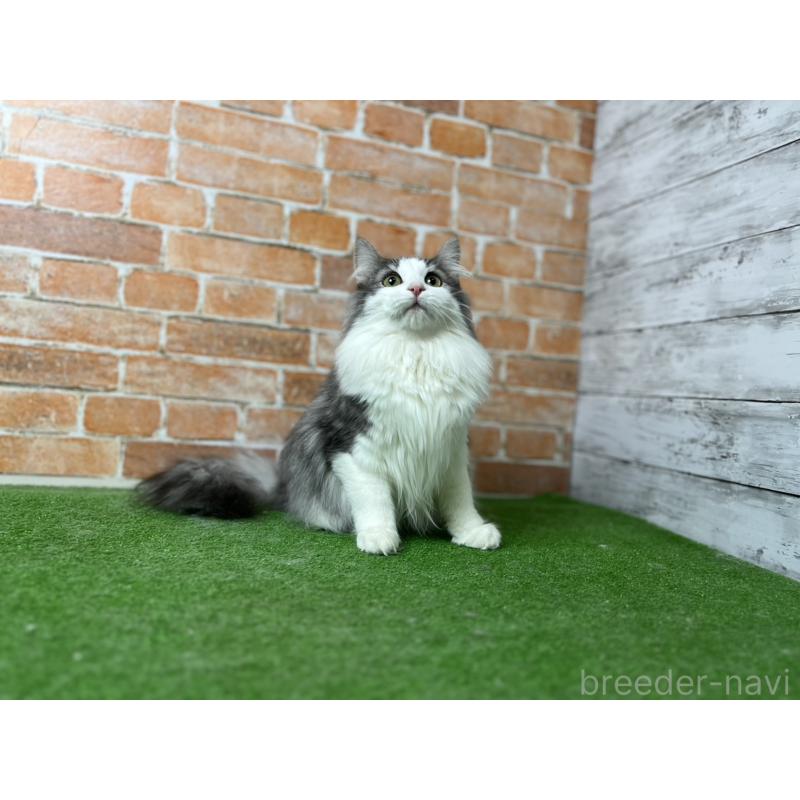 販売中の愛知県のノルウェージャンフォレストキャット-116478の18枚目