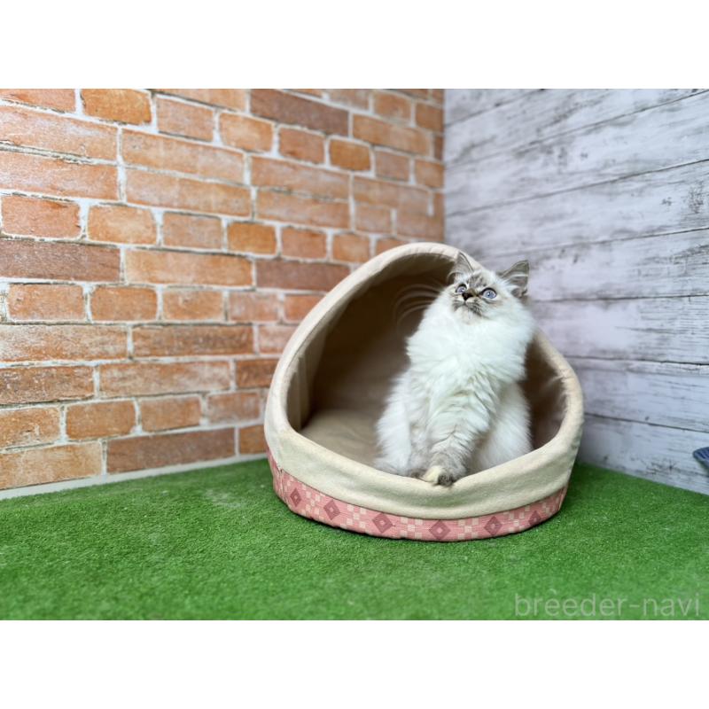 販売中の愛知県のサイベリアン-132645の6枚目